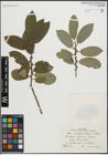 Foto von Salix pseudomedemii E. L. Wolf